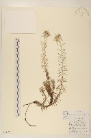 鑽葉火絨草藏品圖，第1張