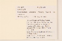 鑽葉火絨草藏品圖，第2張