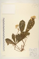 昆明合耳菊藏品圖，第1張