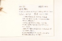 昆明合耳菊藏品圖，第2張