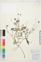 裂瓣翠雀藏品圖，第1張