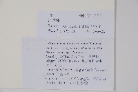 野扇花藏品圖，第2張