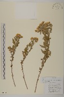 姜菱菊藏品圖，第1張