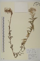 旋葉香青薄葉變種藏品圖，第1張