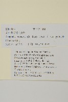 旋葉香青薄葉變種藏品圖，第2張