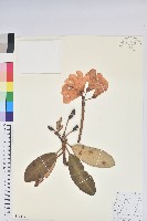 大白杜鵑藏品圖，第1張