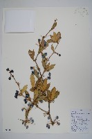 綠粉葉小檗藏品圖，第1張