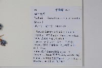 綠粉葉小檗藏品圖，第2張