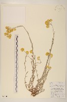 秋鼠麴草藏品圖，第1張