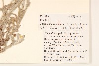 秋鼠麴草藏品圖，第2張