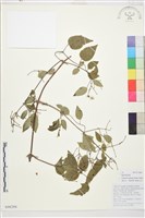 鈍萼鐵線蓮藏品圖，第1張