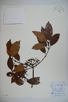 水紅木藏品圖，第1張