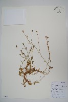 細葉蘭花參藏品圖，第1張