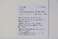 細葉蘭花參藏品圖，第2張