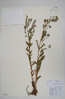 中國勿忘草藏品圖，第1張