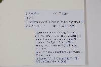 中國勿忘草藏品圖，第2張