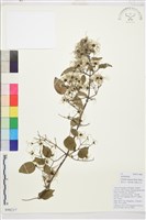 鈍萼鐵線蓮藏品圖，第1張