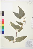 雲南鐵線蓮藏品圖，第1張