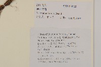 狗舌紫菀藏品圖，第2張