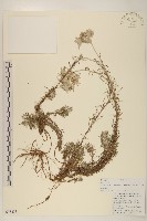 鑽葉火絨草藏品圖，第1張