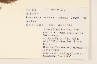 鑽葉火絨草藏品圖，第2張