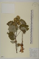 牛蒡藏品圖，第1張