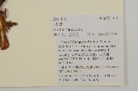 牛蒡藏品圖，第2張