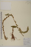 天名精藏品圖，第1張