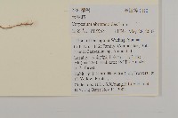 天名精藏品圖，第2張