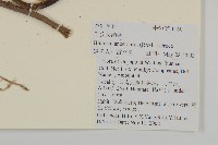 走馬胎藏品圖，第2張