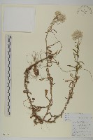 抱莖籟簫藏品圖，第1張