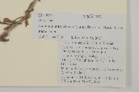 抱莖籟簫藏品圖，第2張