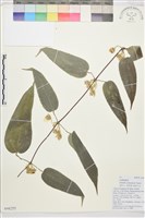 雲南鐵線蓮藏品圖，第1張