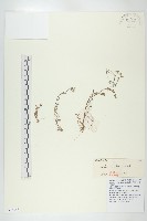 焊菜藏品圖，第1張