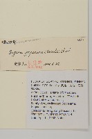 瓜槌草、漆姑草藏品圖，第2張