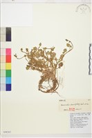 西南毛茛藏品圖，第1張