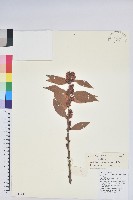 江南越橘藏品圖，第1張