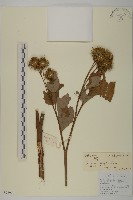 美麗馬醉木藏品圖，第1張