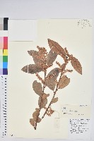 地檀香藏品圖，第1張