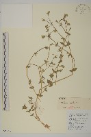 疏花繁縷藏品圖，第1張