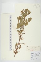 馬桑藏品圖，第1張