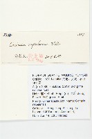 馬桑藏品圖，第2張