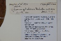 水紅木藏品圖，第2張