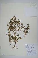 一年生風鈴草藏品圖，第1張