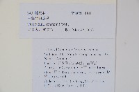 一年生風鈴草藏品圖，第2張