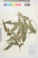 雲南鐵線蓮藏品圖，第1張