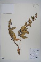 綠粉葉小檗藏品圖，第1張