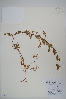 束花藍鐘花藏品圖，第1張