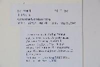 束花藍鐘花藏品圖，第2張