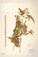 蔓黃菀藏品圖，第1張